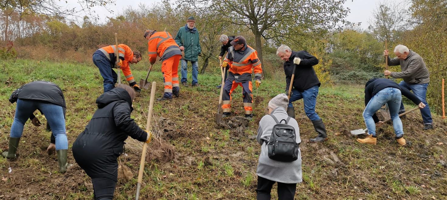 Heckenpflanzung